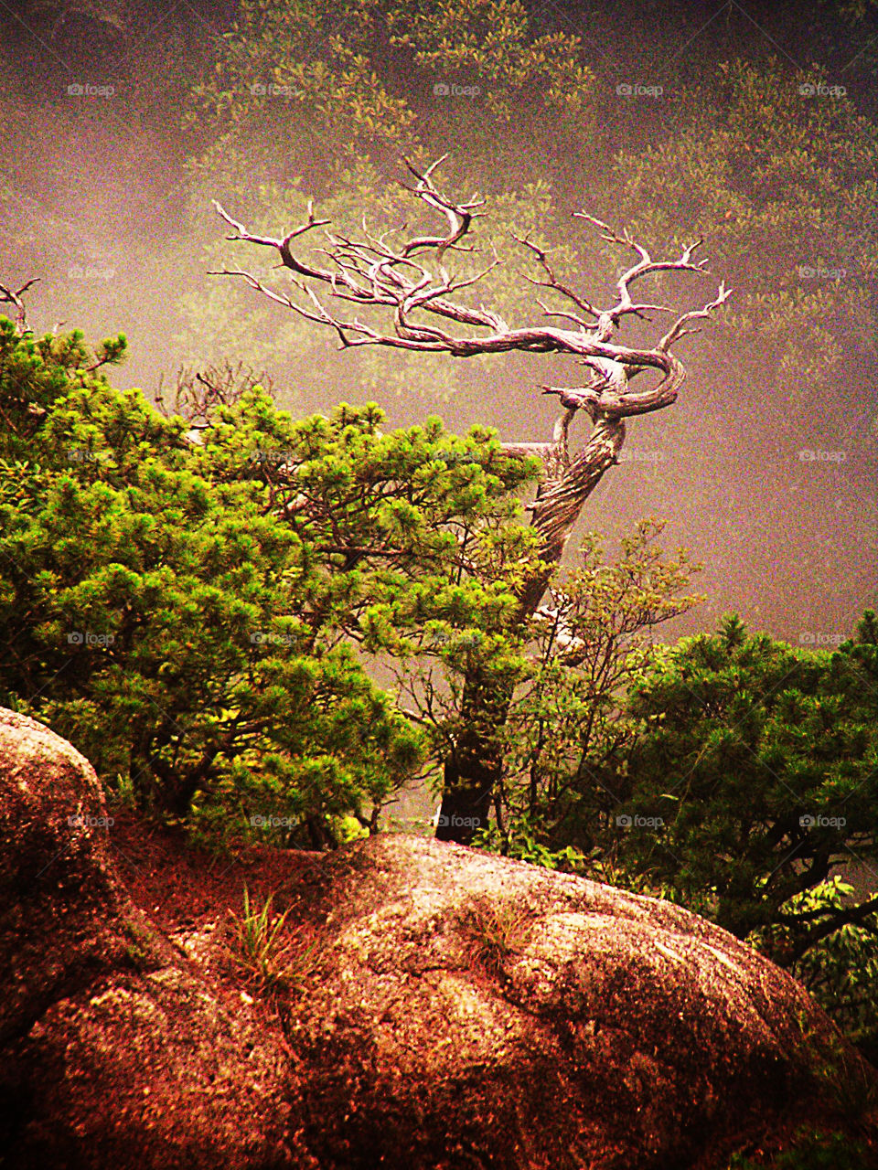 Tree and rock at Sanqingshan, Jiangxi.