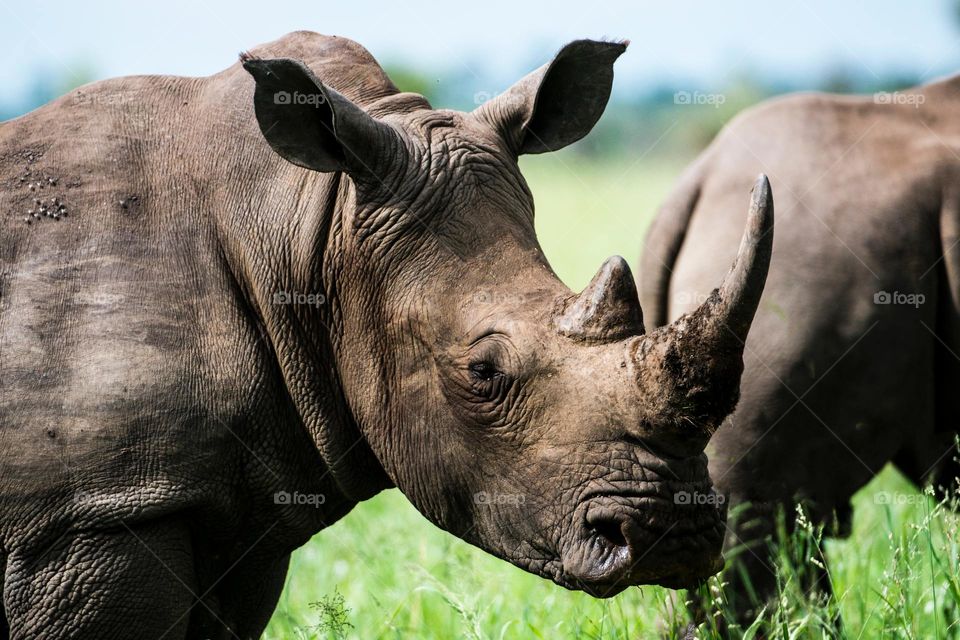 Great close up shot of a Rhino.  All proceeds go towards the conservation of endangered species.