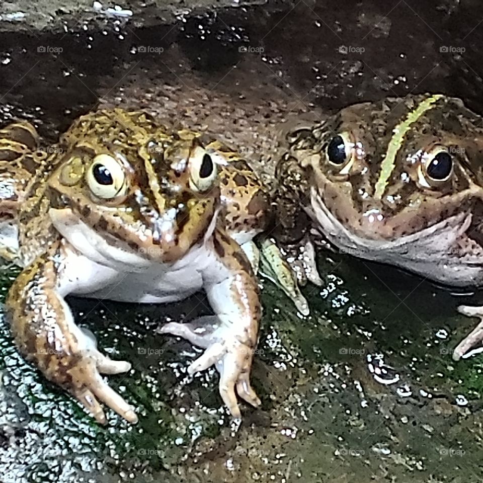 friendly frogs