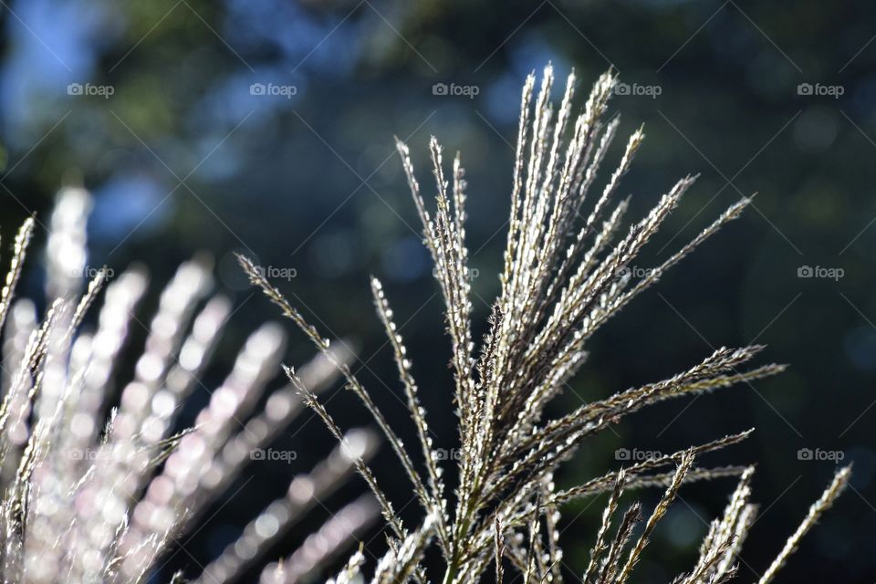 Close-up of a grass