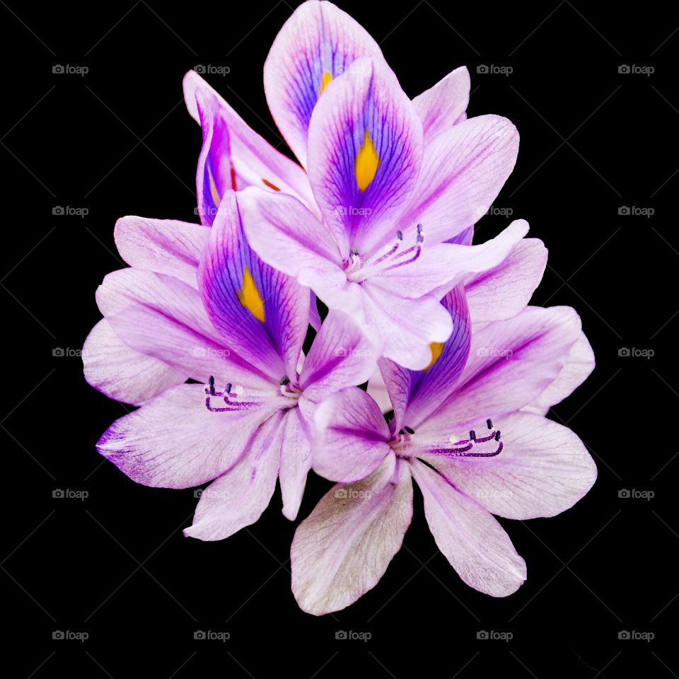 Blossom purple