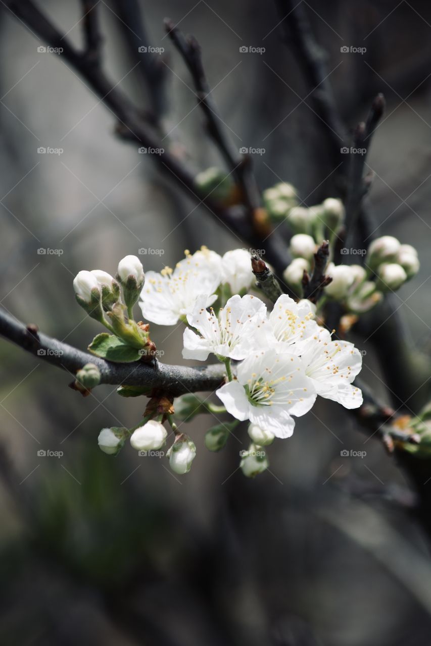 Springtime blooms