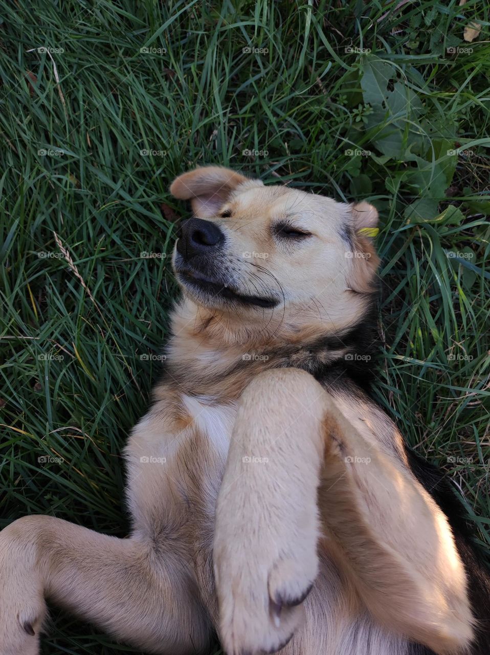 A cute photo of a dog laying in the grass in the summer while playing with the kids in a bulgarian village