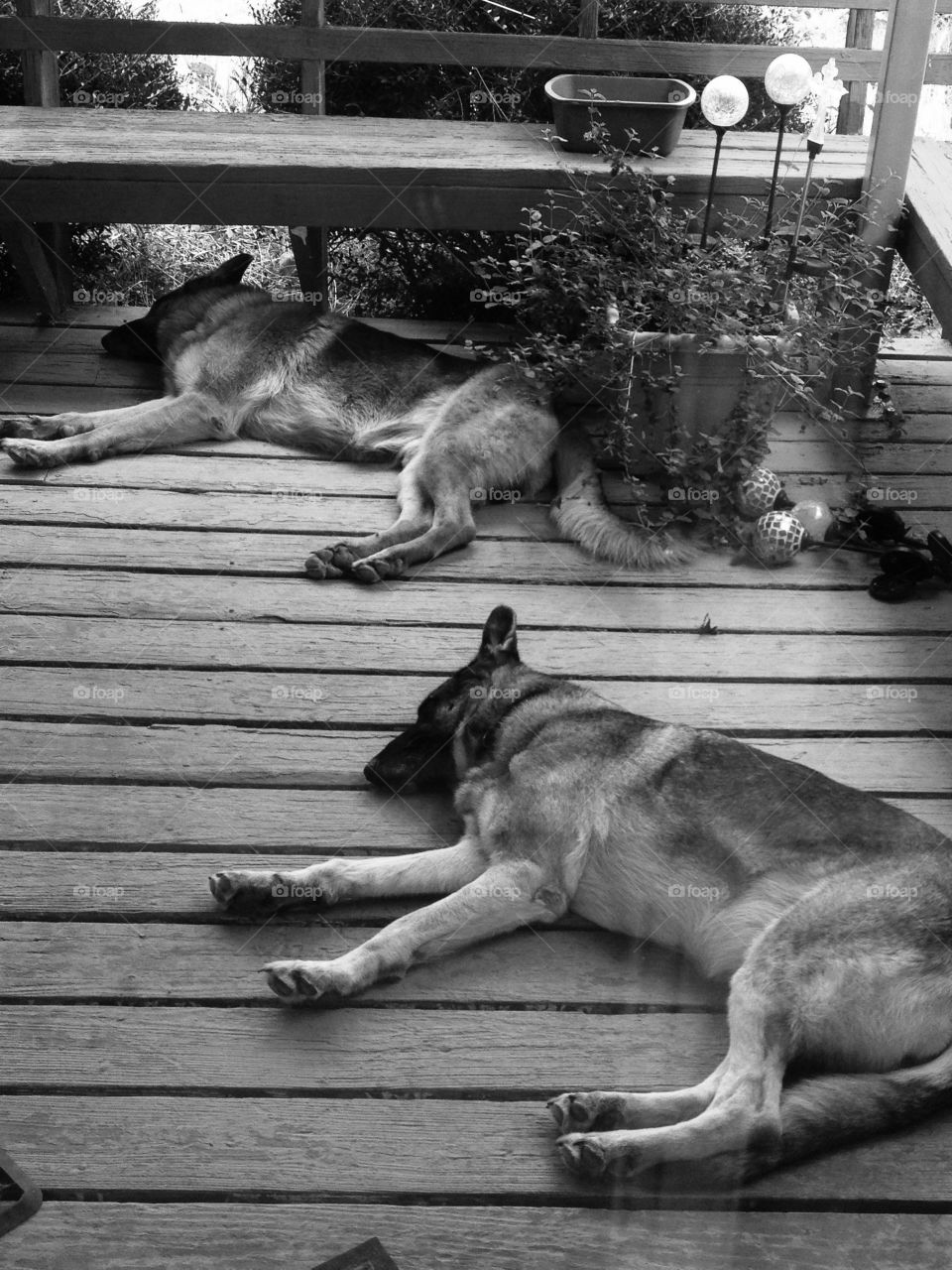 Sleeping German shepherd dogs in black and white 