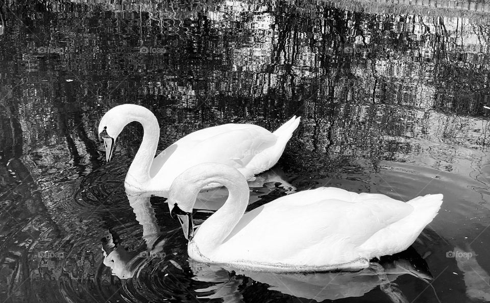 Swans