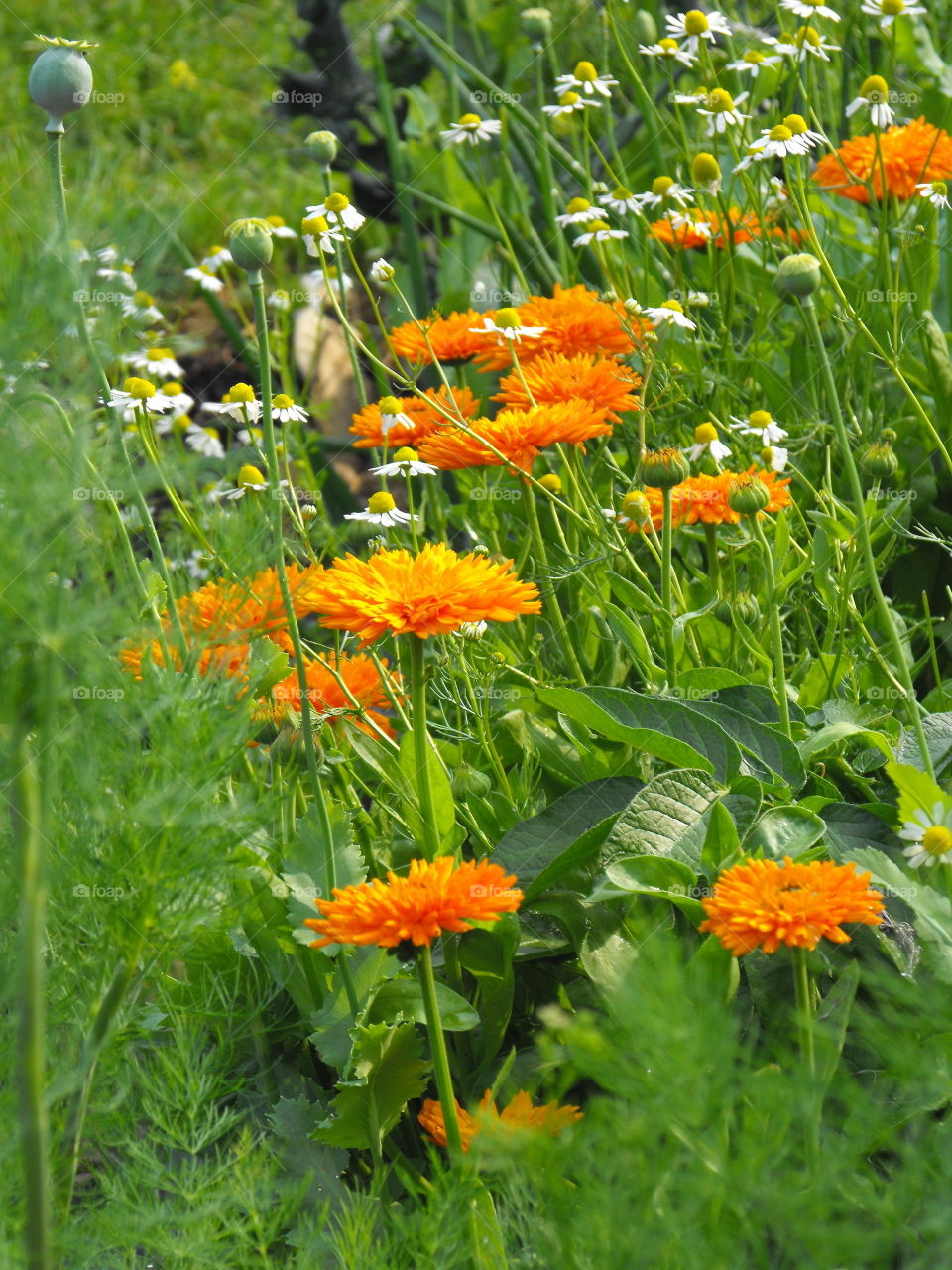 Marigolds and feverfews in the  garden