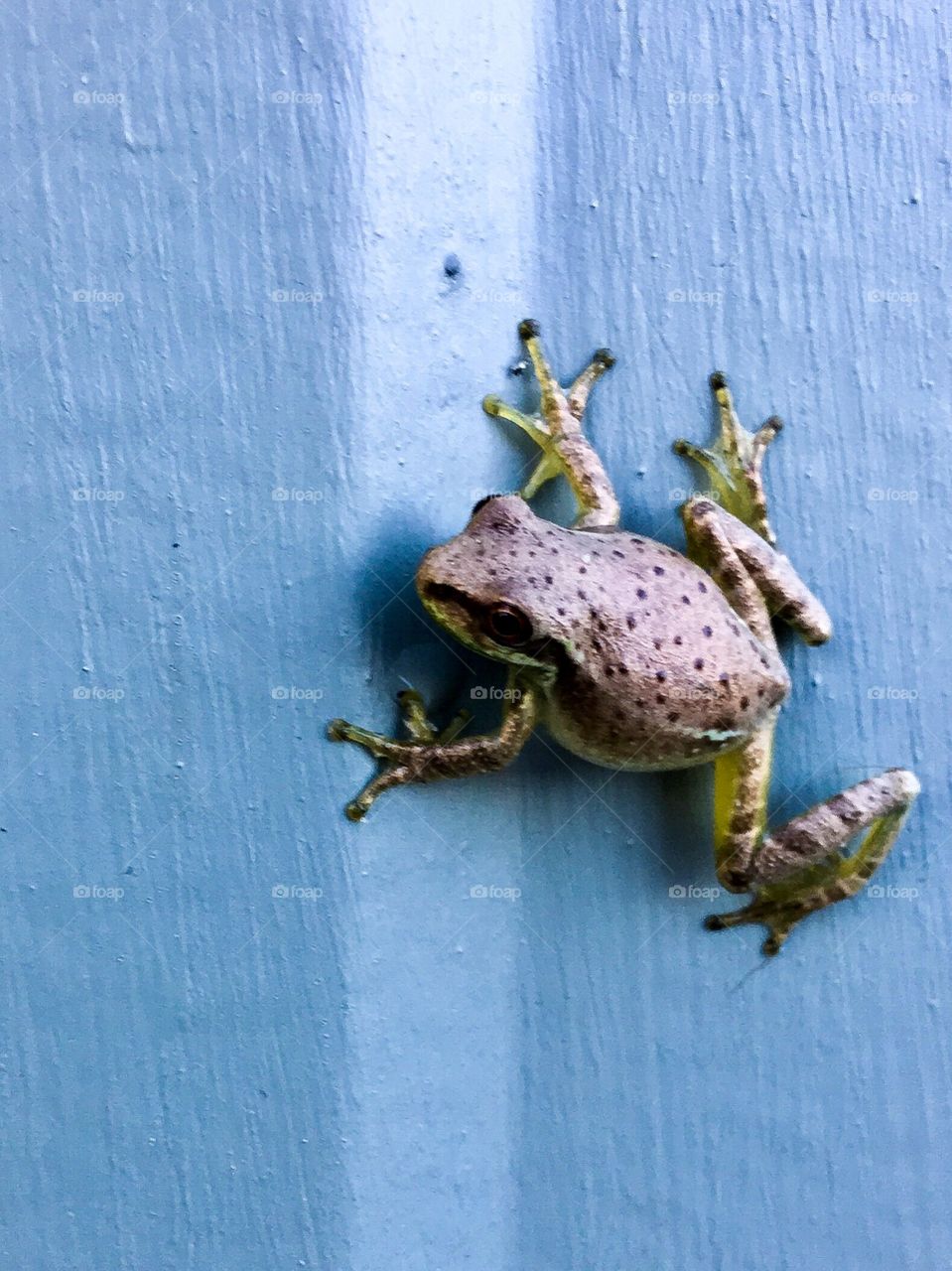 Move frog, I’m painting here.