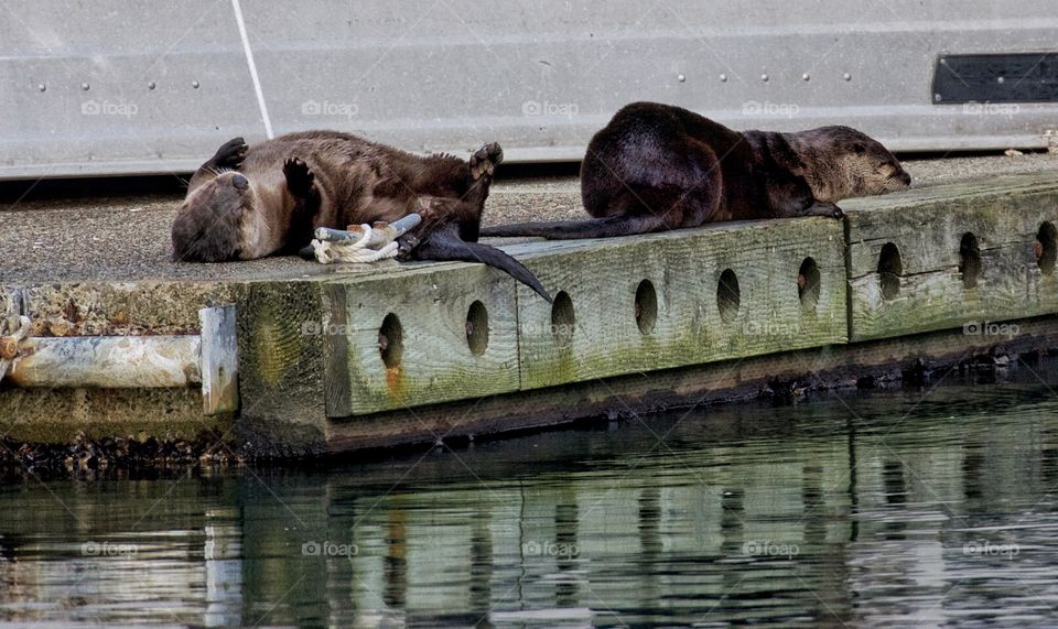 Otter sit ups