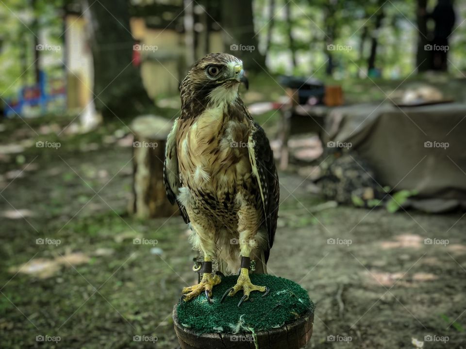 Hawk at the fairgrounds looking majestic 