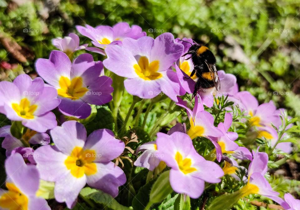 Spring-ing in my garden