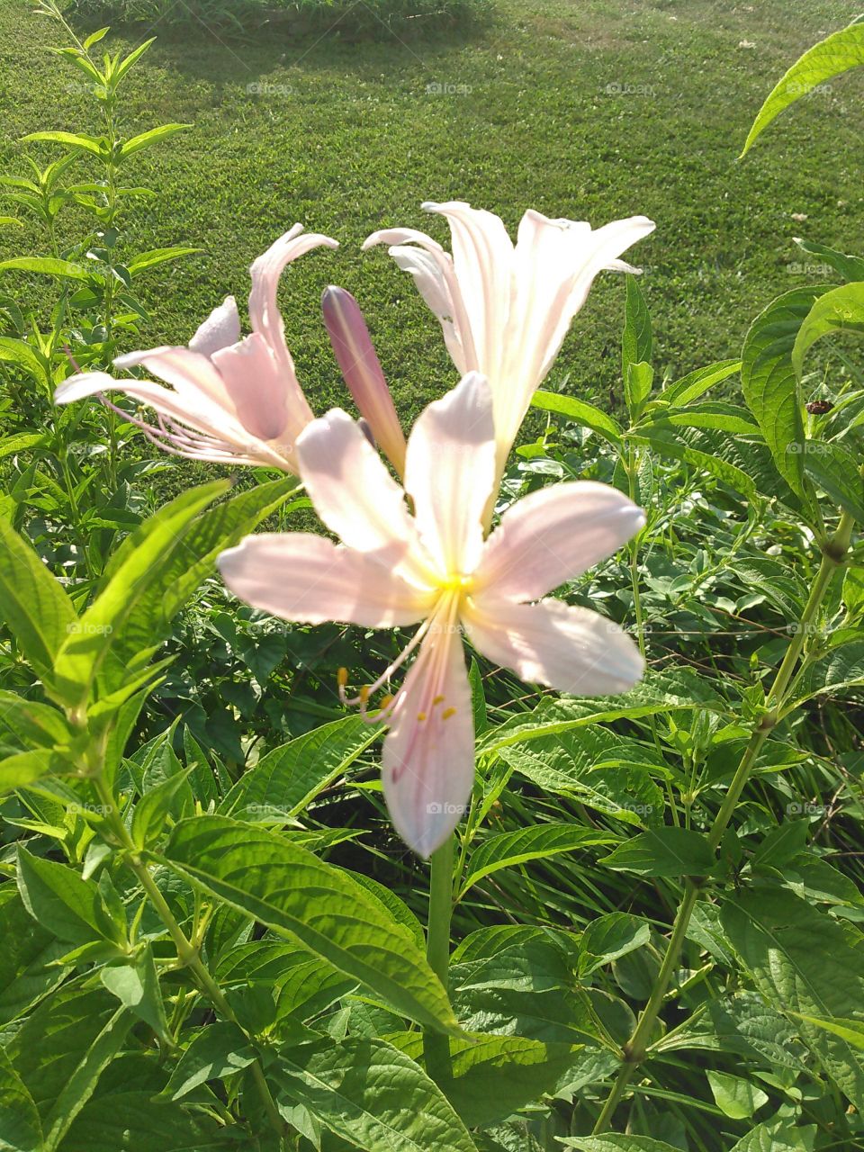 "Surprise Lillies."
As the common name suggests I was pretty surprised to find this flower randomly one day after walking out the front door, in my untended flowerbed no less