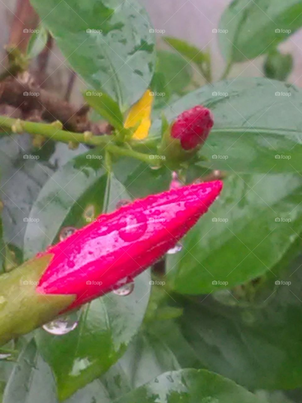 This is a very beautiful flower rain fall on the gully's bud.