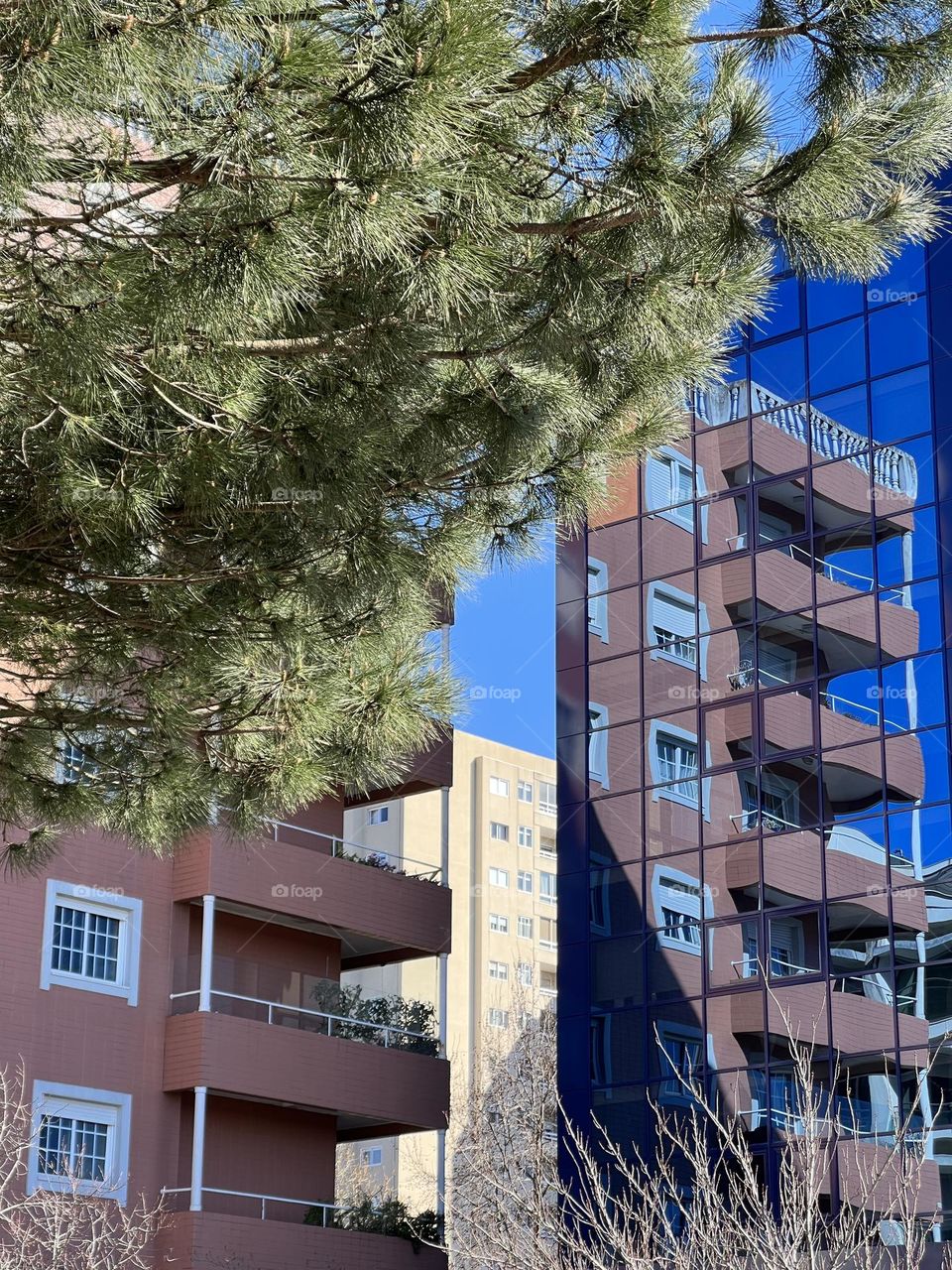 Tree and the building 