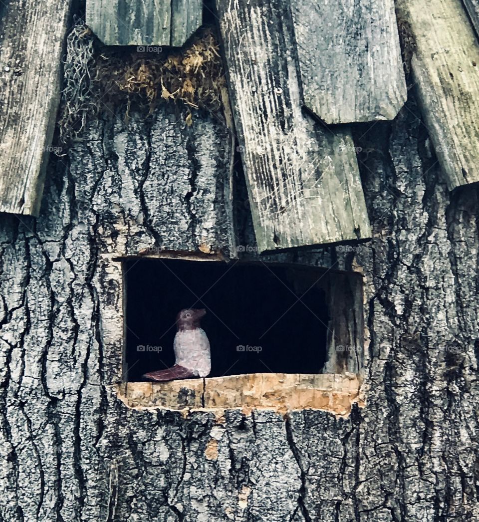 Bird in treehouse 