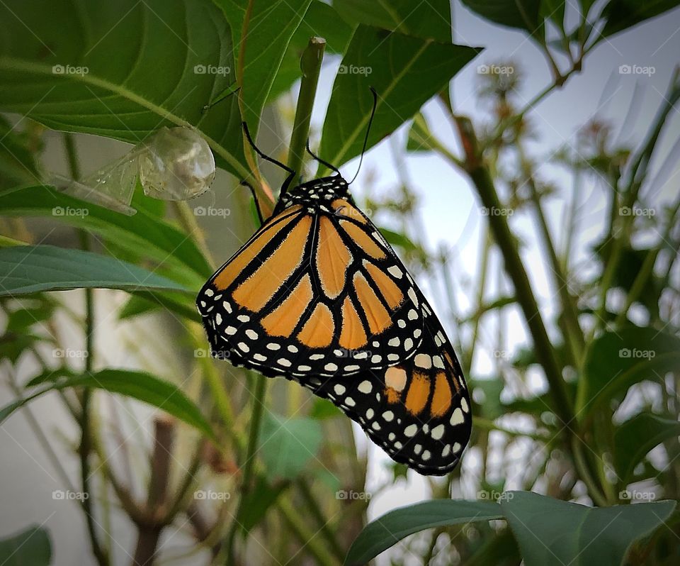 New Monarch Butterfly hatched out of his nearby chrysalis.