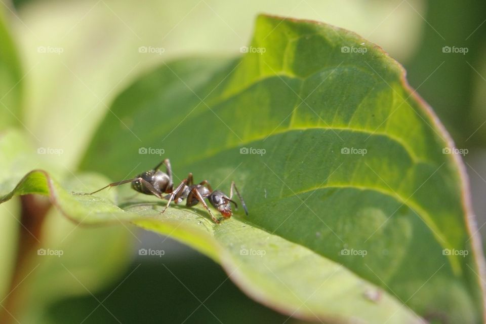 Ant on a leaf