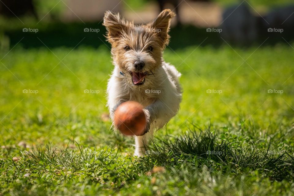 The dog playing with a ball