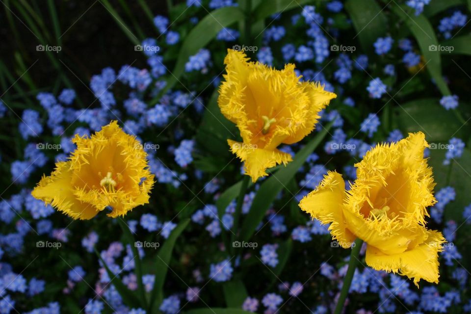 Fancy yellow tulips