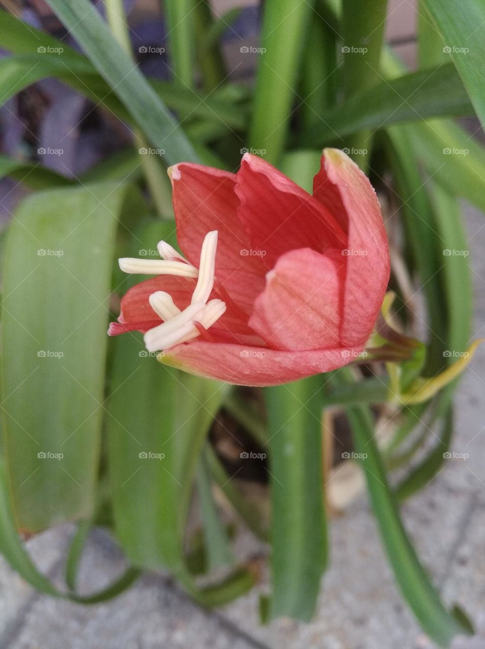 red Lilly striped Barbados flower pink colour looks very beautiful generally found everywhere fresh
