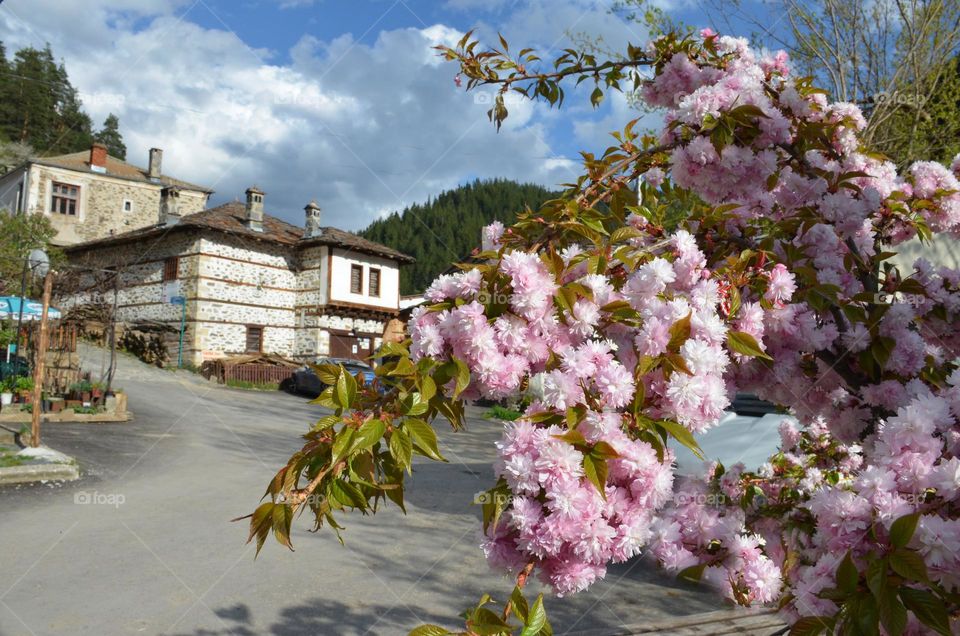 Spring Urban Nature, Plants, Bulgaria