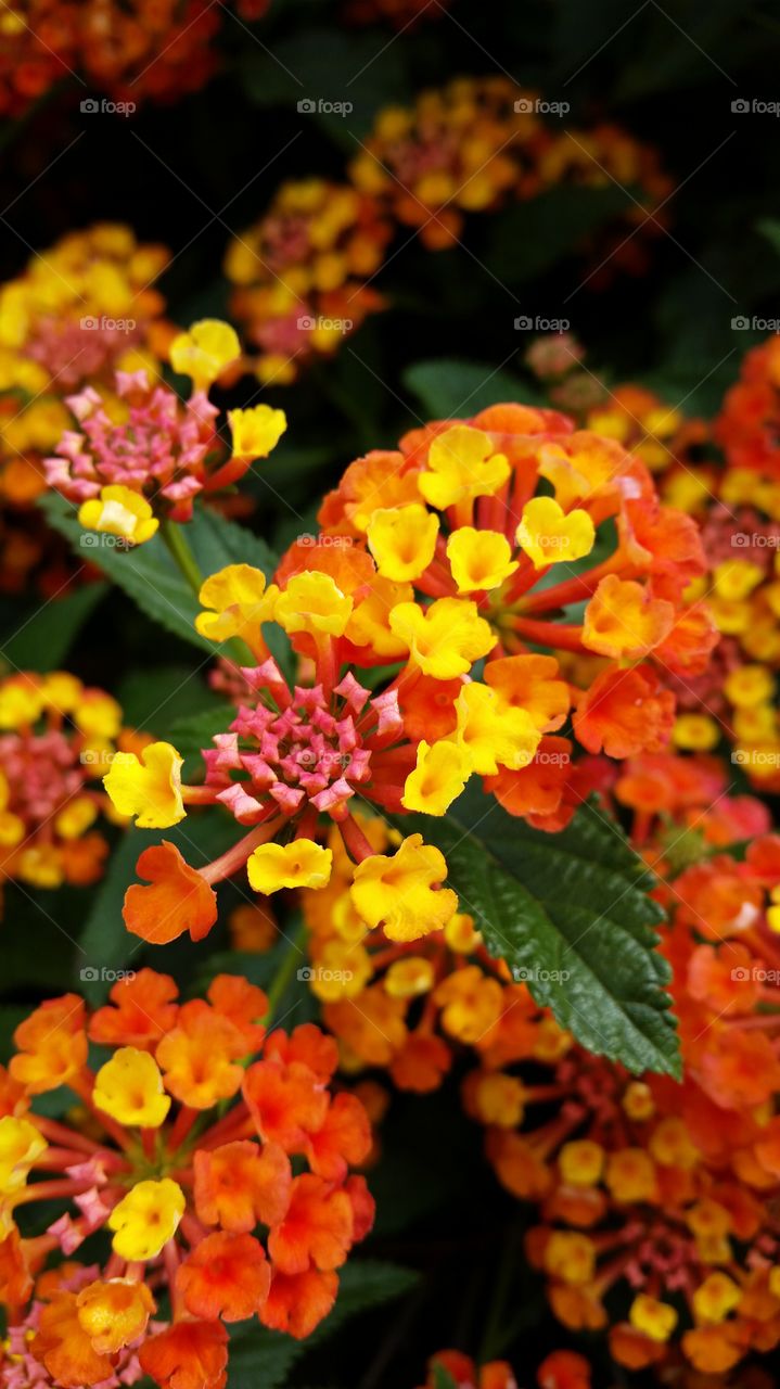 Brightly colored flowers