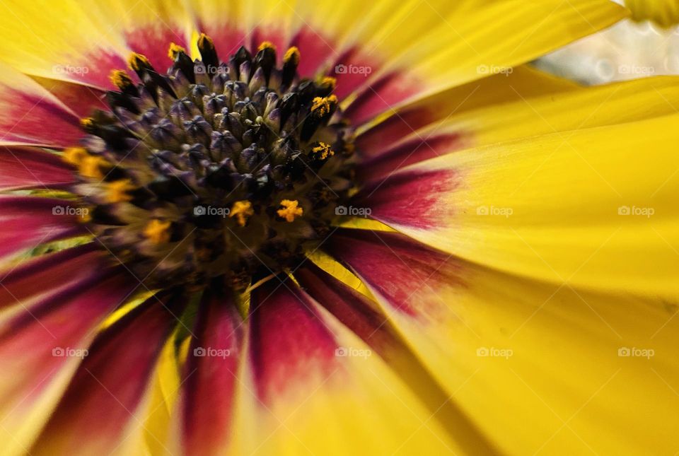 Yellow flower