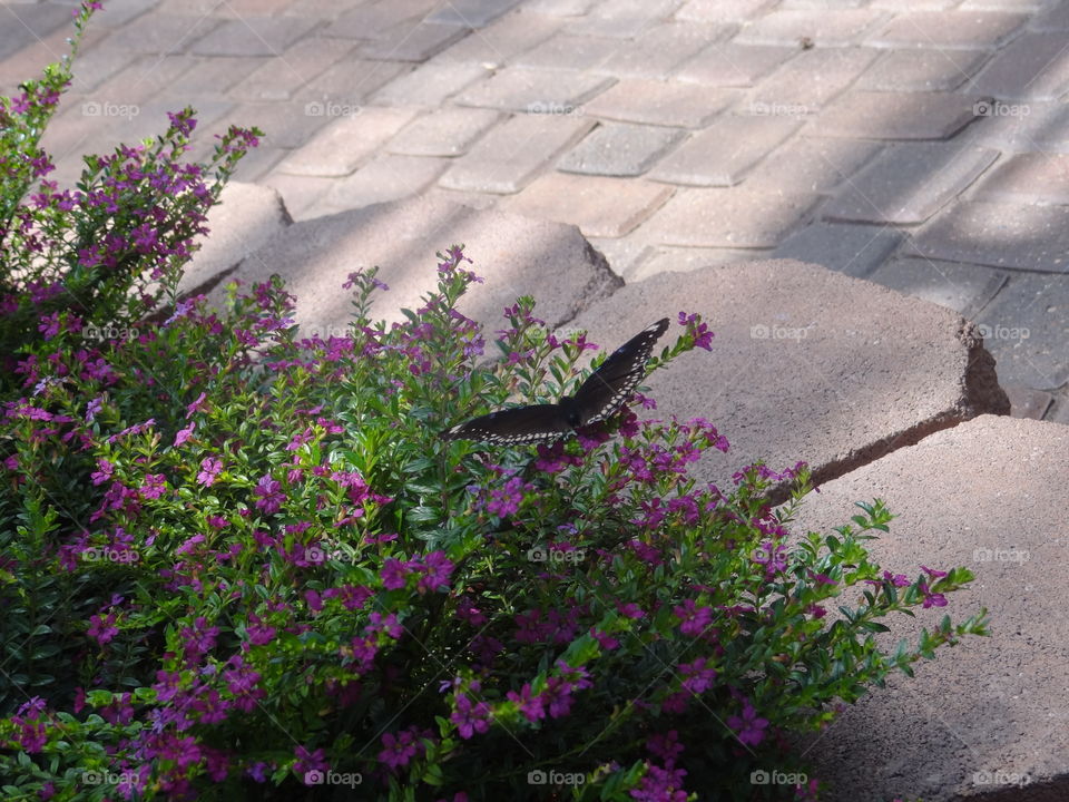 Butterfly . Butterfly perched on purple flowers 