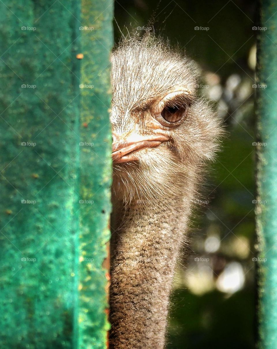 A shy Ostrich