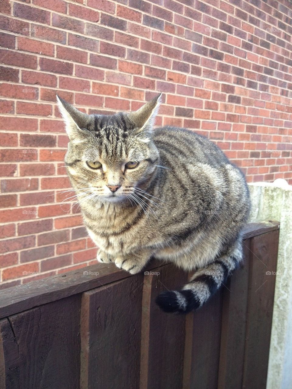 Sitting on the fence.