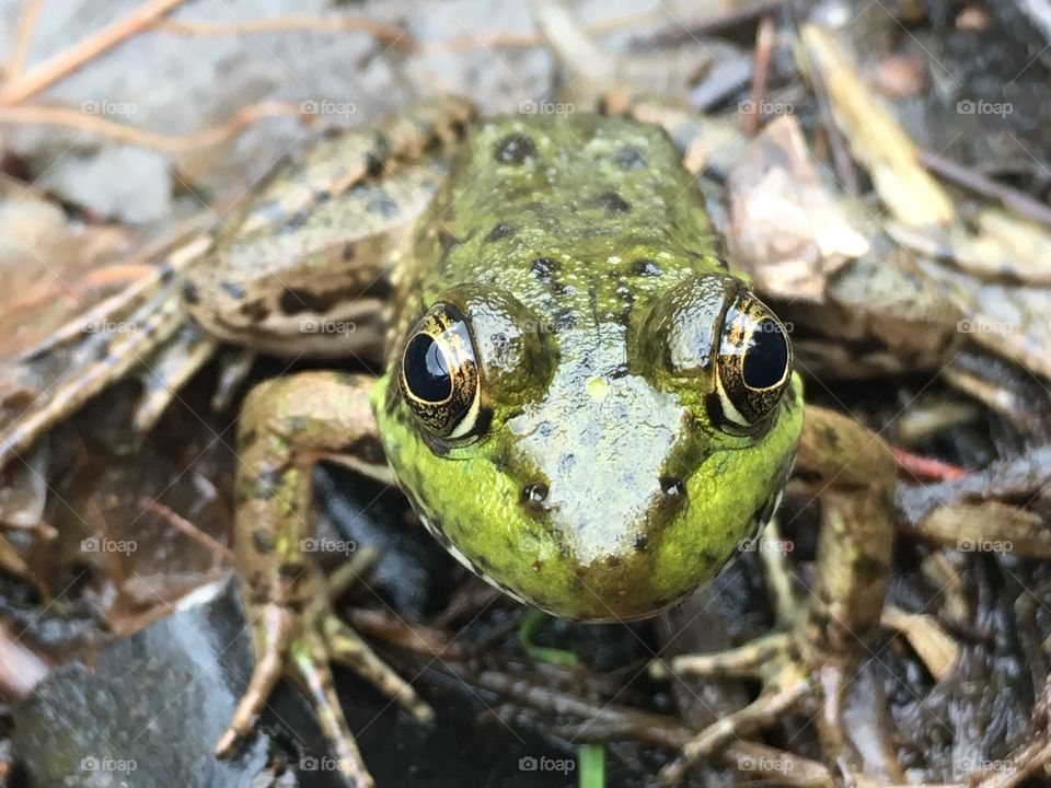 Happy green frog