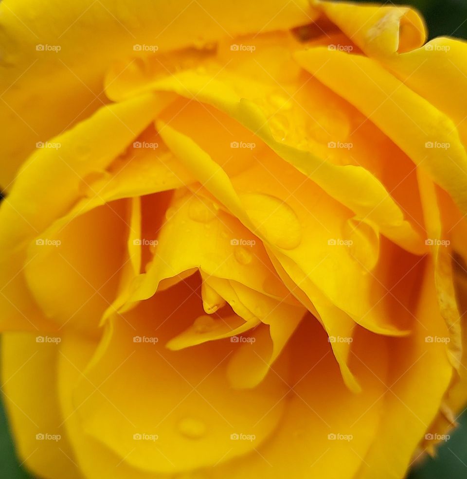 yellow rose