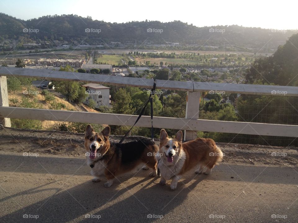 Two corgis happy to walk in the hills of Los Angeles with a view towards the la river