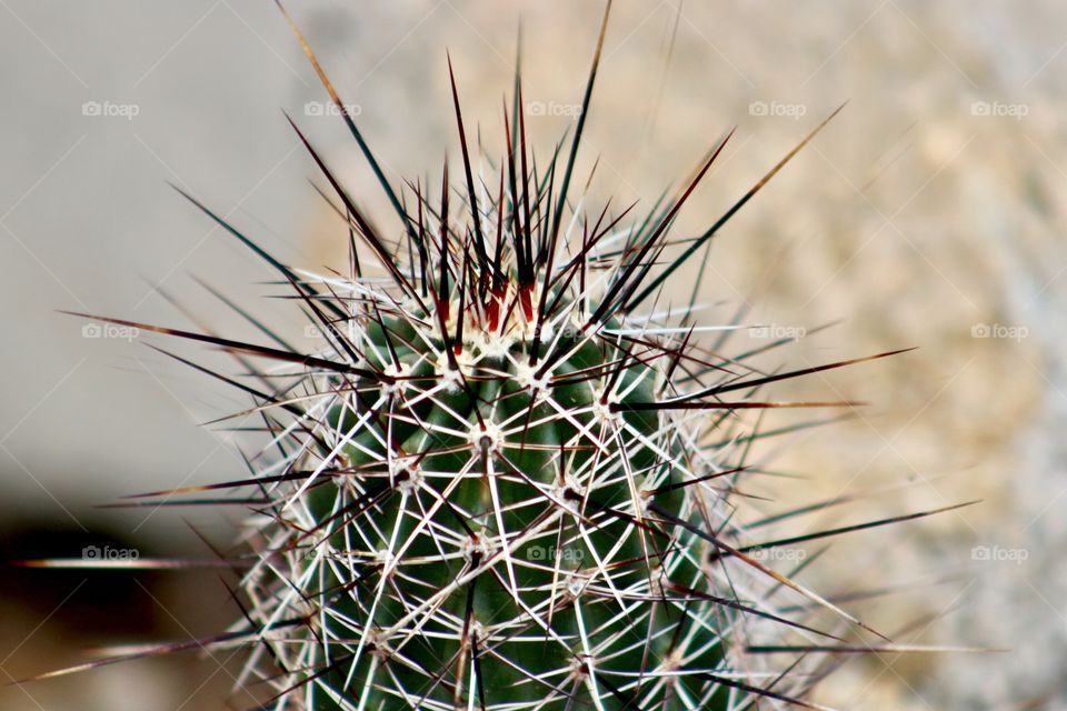 Cactus 