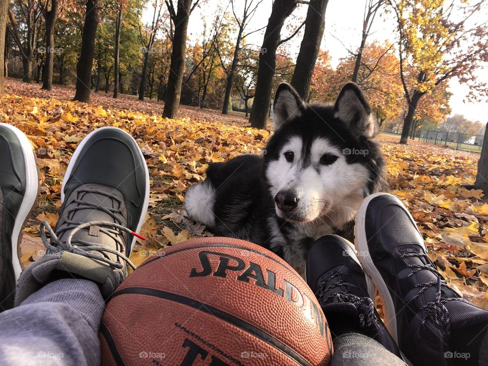 Haski and basketball