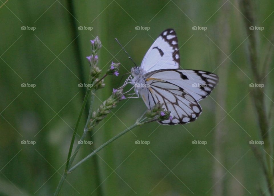 Brown veined white butterfly. In South African we see these butterflies every year in Summer. Usually November to February. Thousands of beautiful white butterflies fly all around. Lighting up cities and gardens with their beauty.