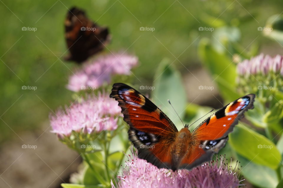 2 butterfly in my garden in a day of autumn