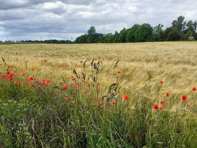 the grain sways in the strong wind