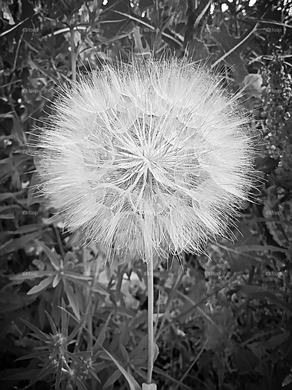 Dandelions . Big puffy dandelions along our walking path