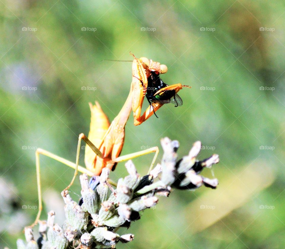 micro photography, insect life, praying mantis eating a fly.