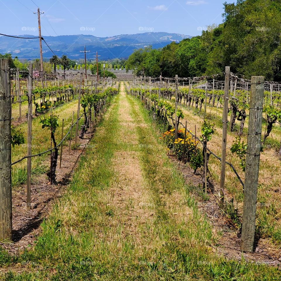Rows of grape vines line up in a vineyard in California