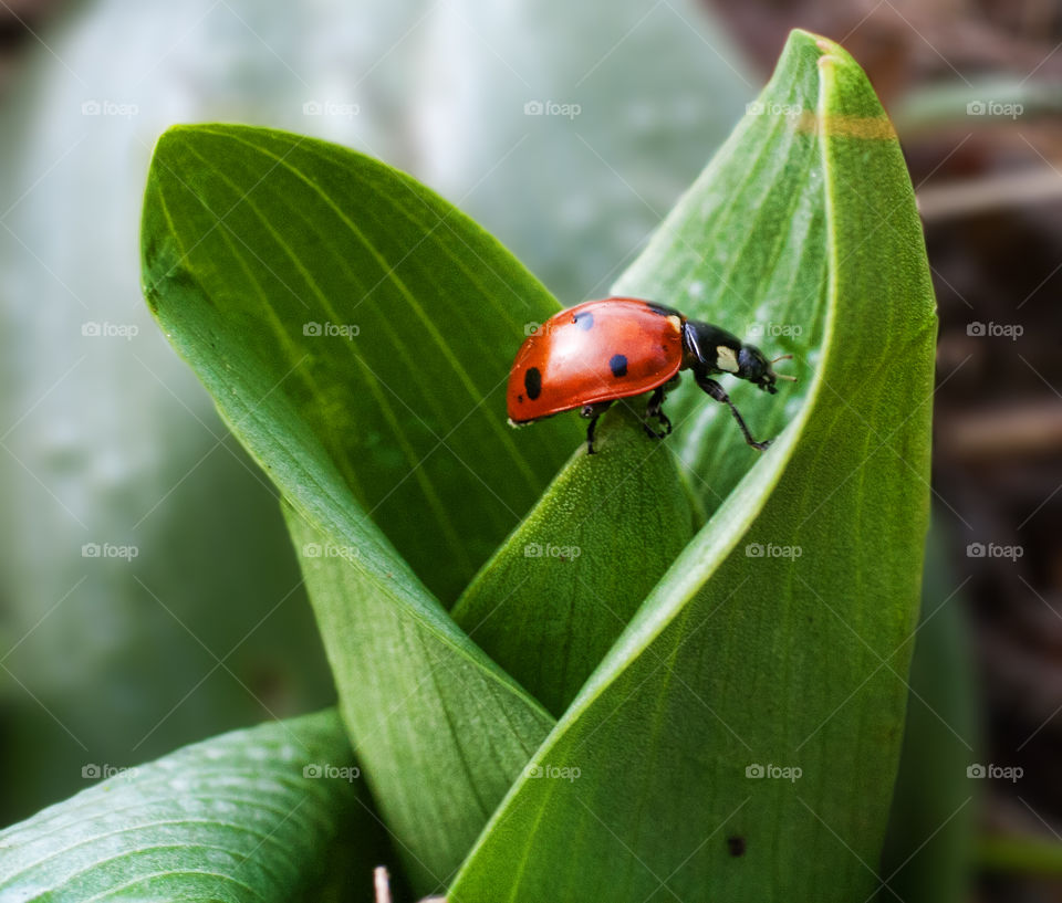 Ladybug on a leaf