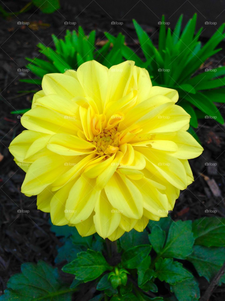Center focused macro image of a single yellow star-shaped flower against a background of greenery. The flower was shot via iphone, head on. 