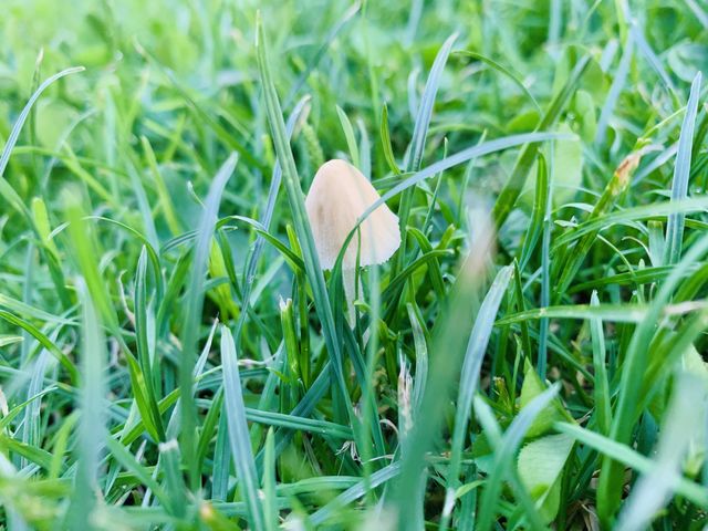 Mini mushy