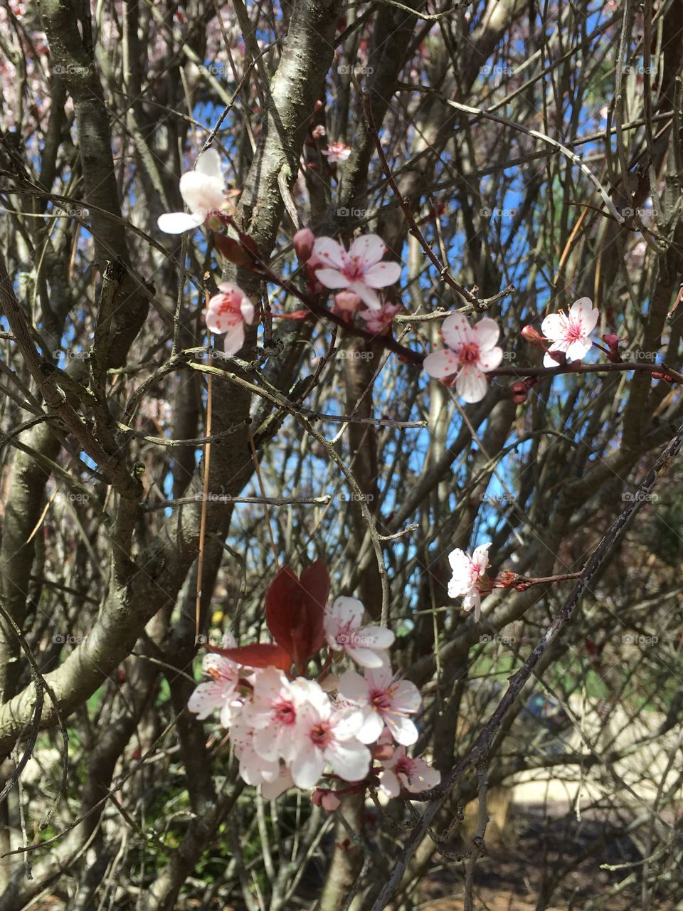 Blossoms on a flowering plum