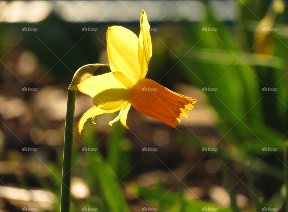 Spring narcissus