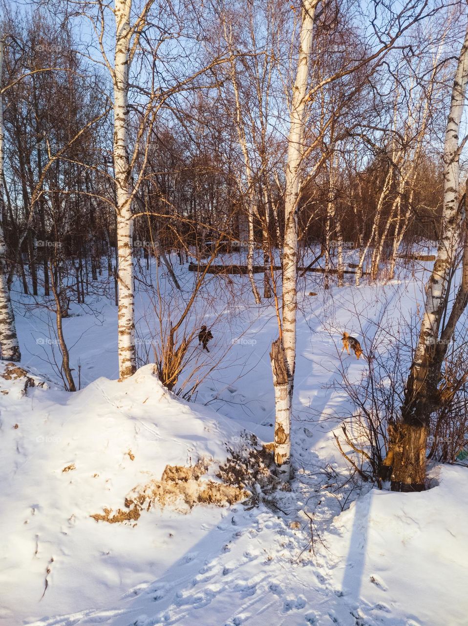 Trees in the sunset