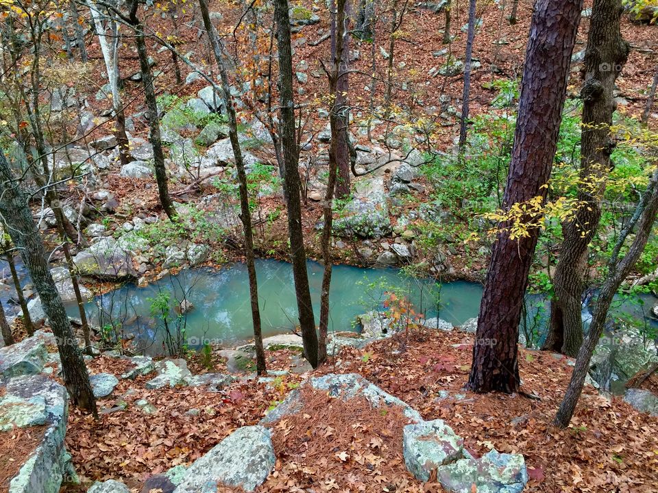 My Bathtub in the Forest