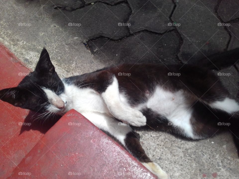 Black & White Cat Sleeping..