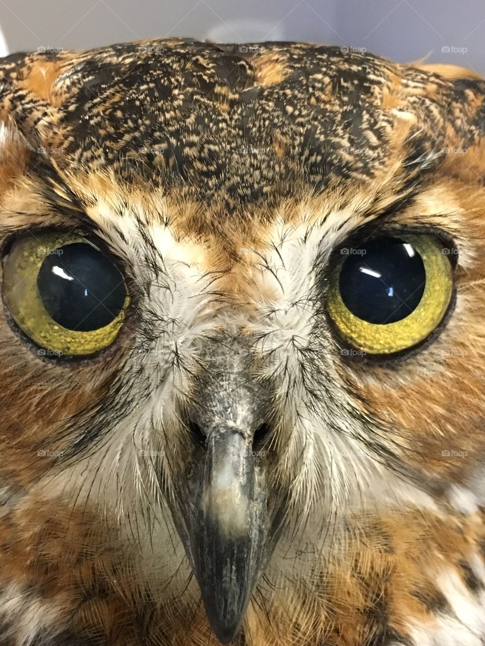 Owl eyes