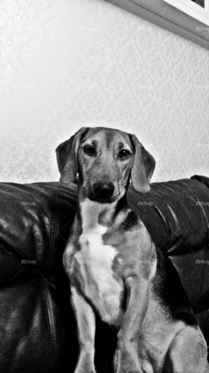 Dog in Black and White